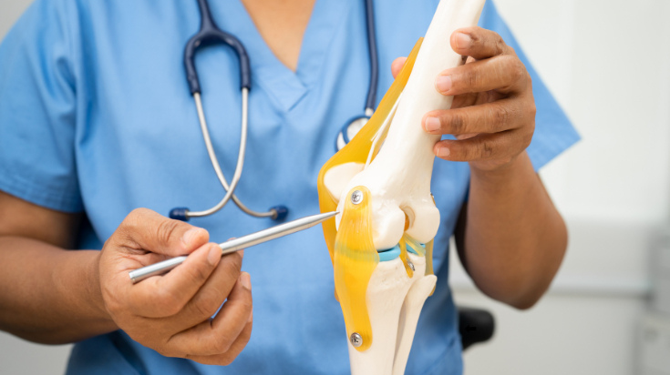 A healthcare professional in scrubs uses a pointer to explain a knee joint model during a medical consultation or training session.